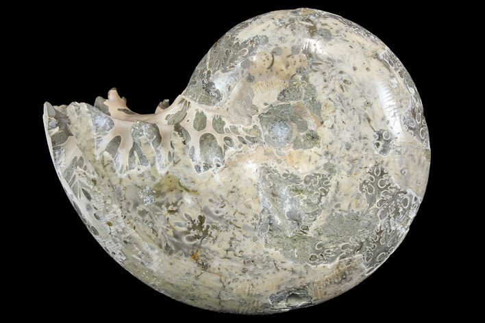 Polished, Agatized Ammonite (Phylloceras?) - Madagascar #149246